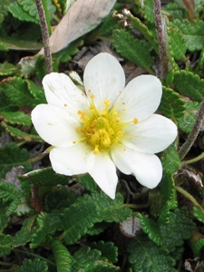 Dryas octopetala